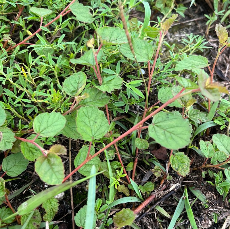 Waltheria bahamensis photo 5