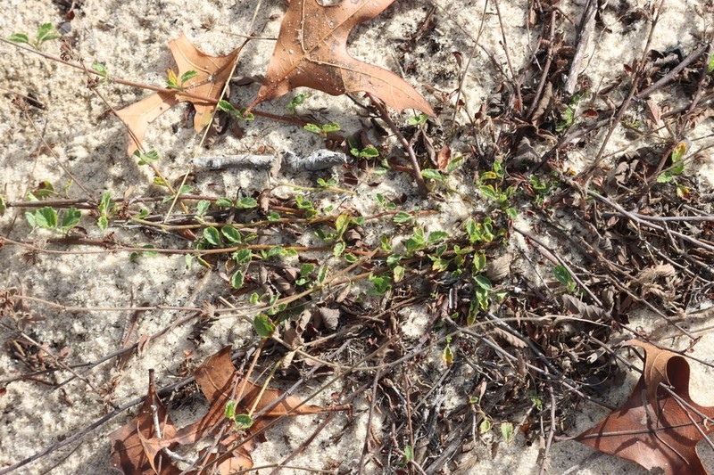 Waltheria bahamensis photo 6