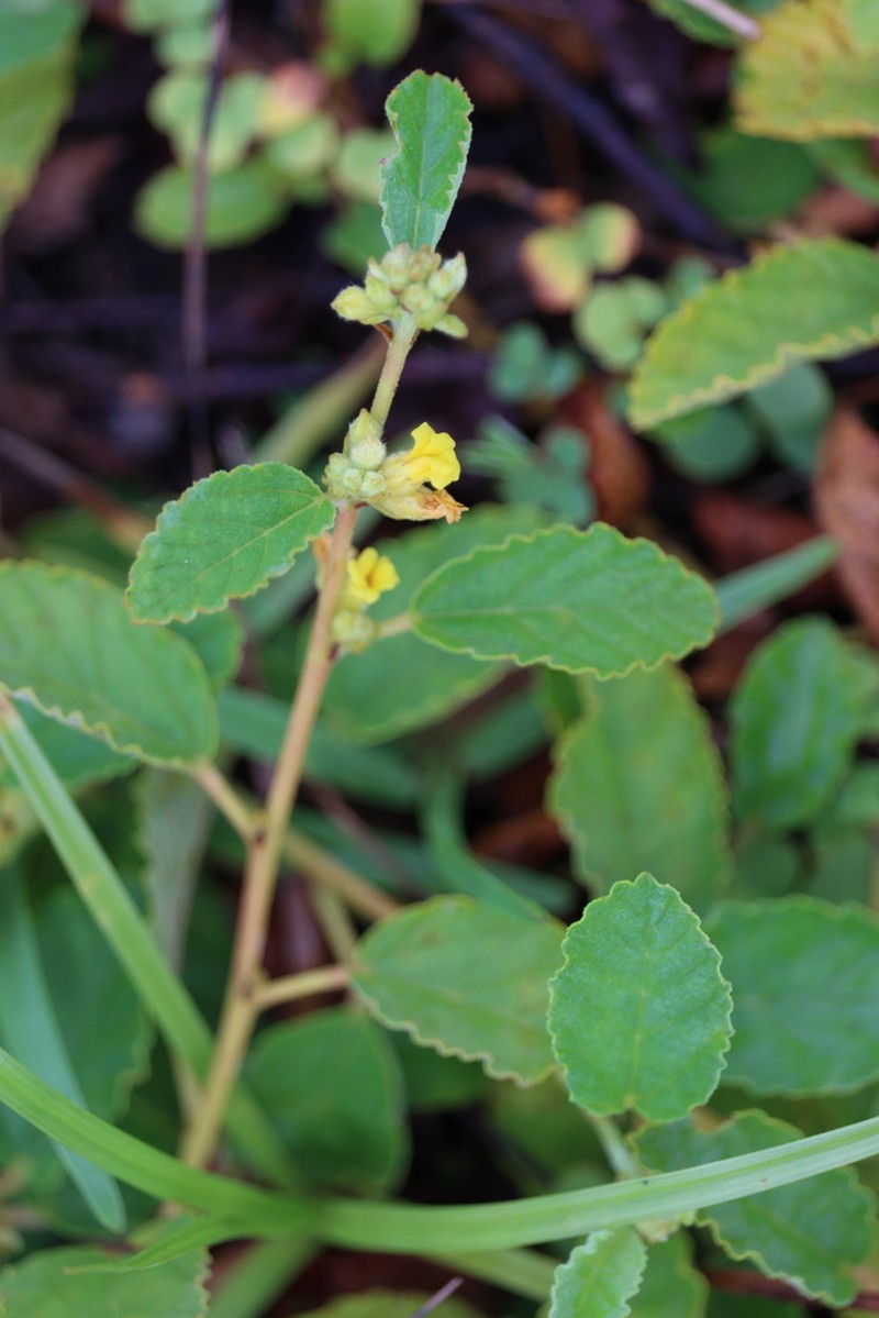 Waltheria bahamensis photo 7