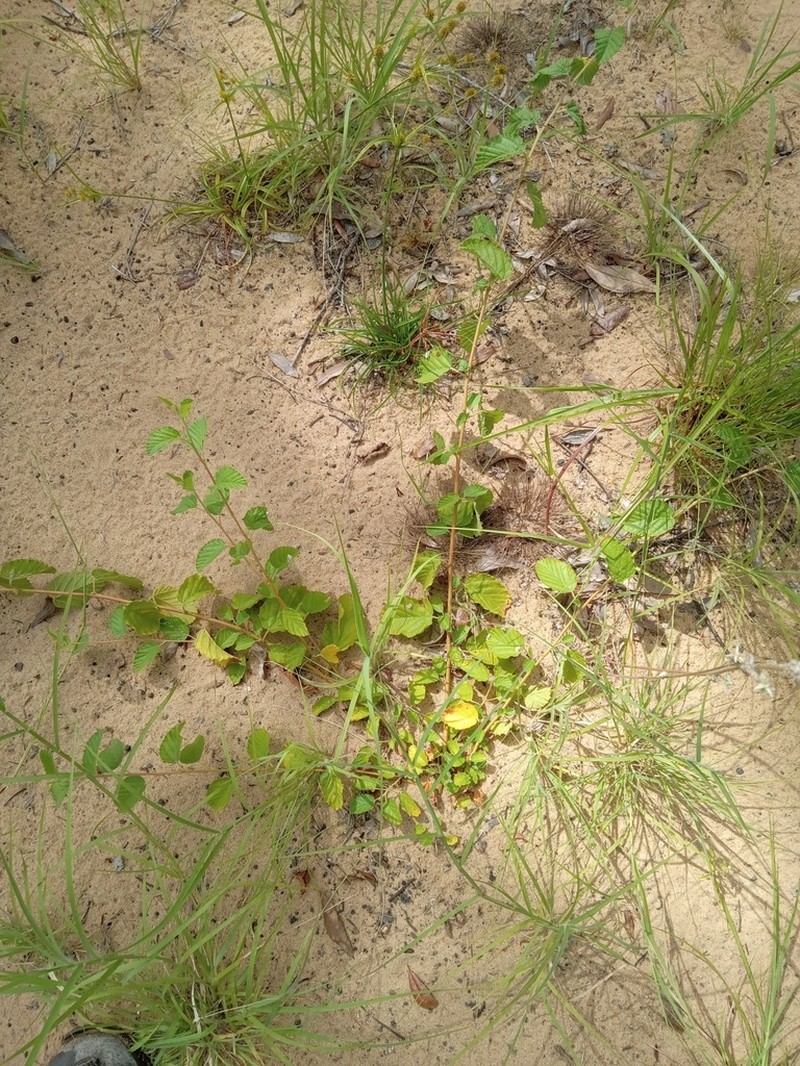 Waltheria bahamensis photo 8