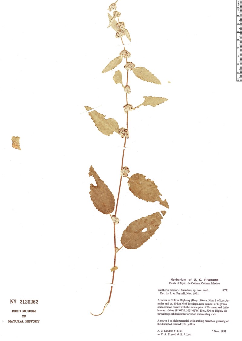 Waltheria bicolor