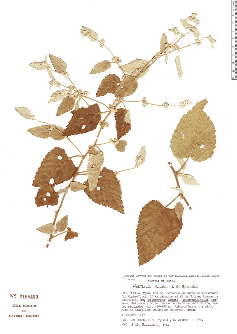 Waltheria bicolor photo 2