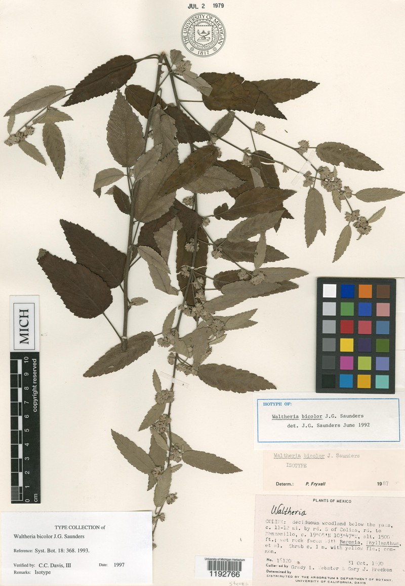 Waltheria bicolor photo 3