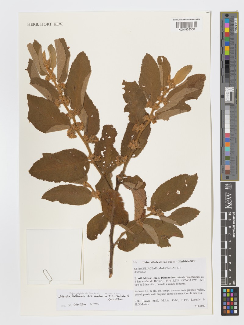 Waltheria biribiriensis