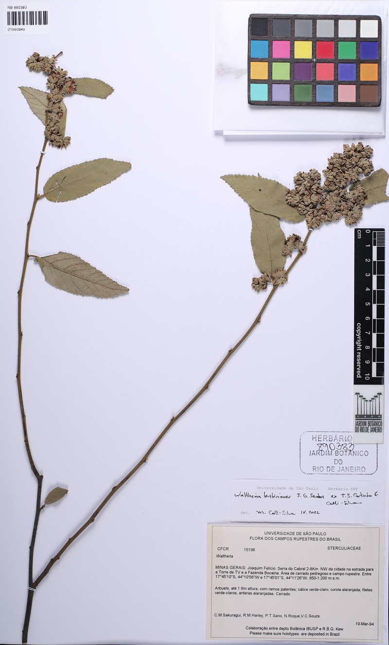 Waltheria biribiriensis photo 2