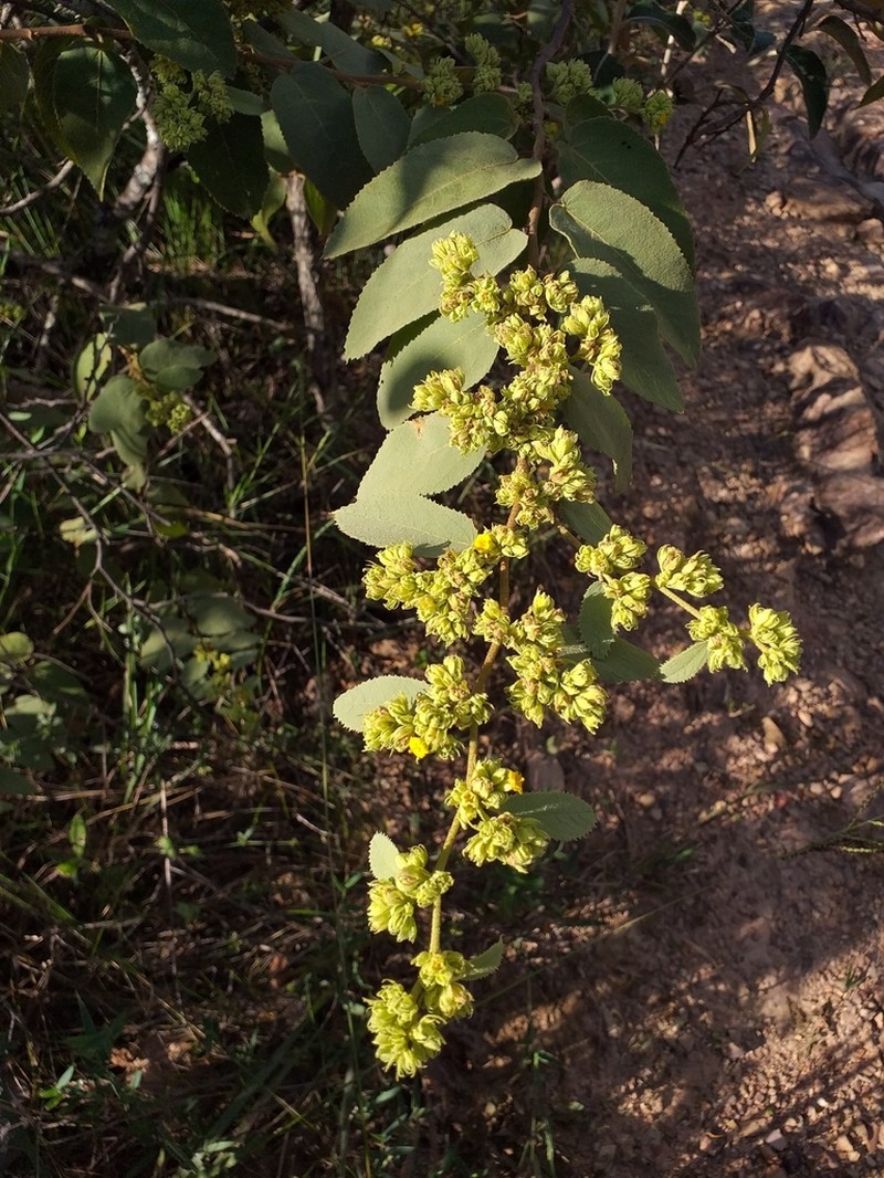 Waltheria brachypetala