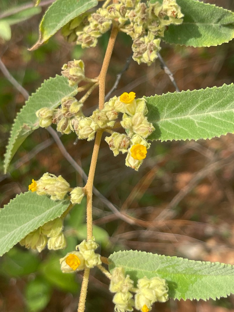 Waltheria brachypetala photo 2