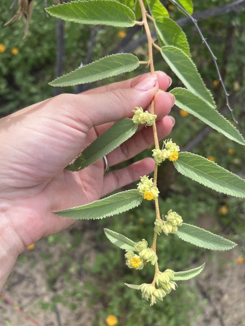 Waltheria brachypetala photo 3