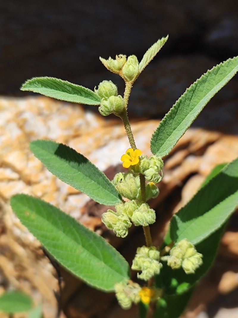 Waltheria brachypetala photo 4