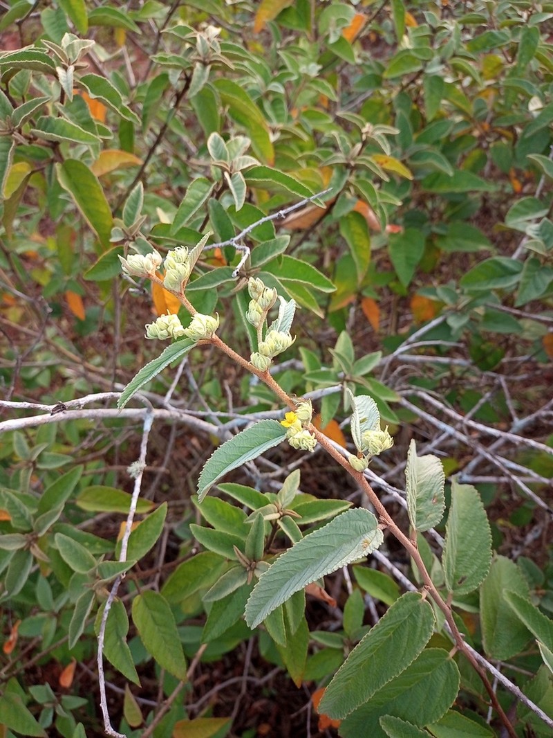 Waltheria brachypetala photo 6