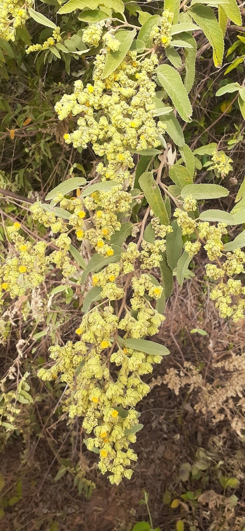Waltheria brachypetala photo 8