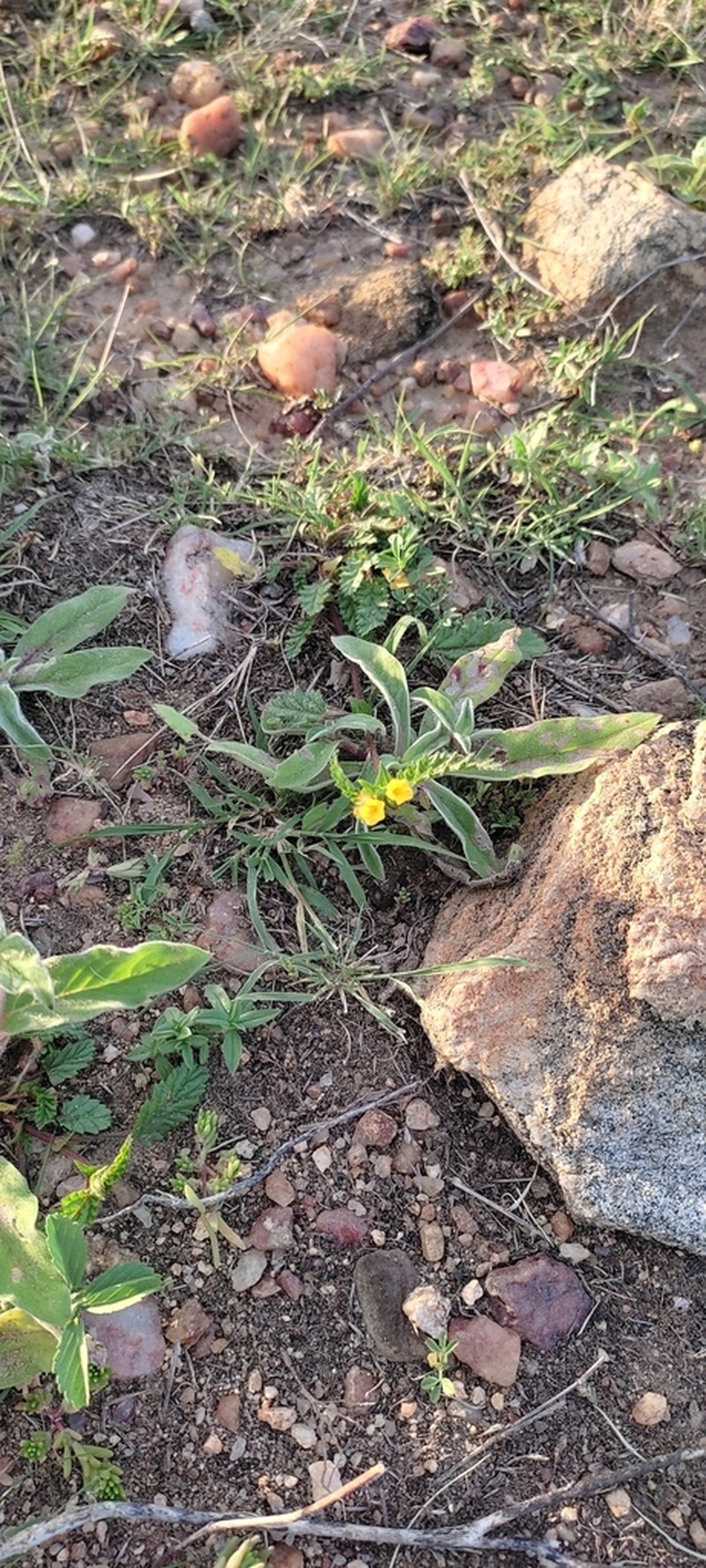 Waltheria bracteosa
