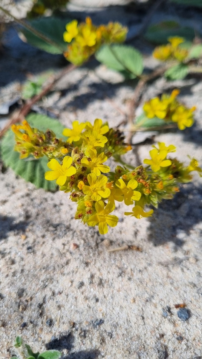 Waltheria bracteosa photo 2