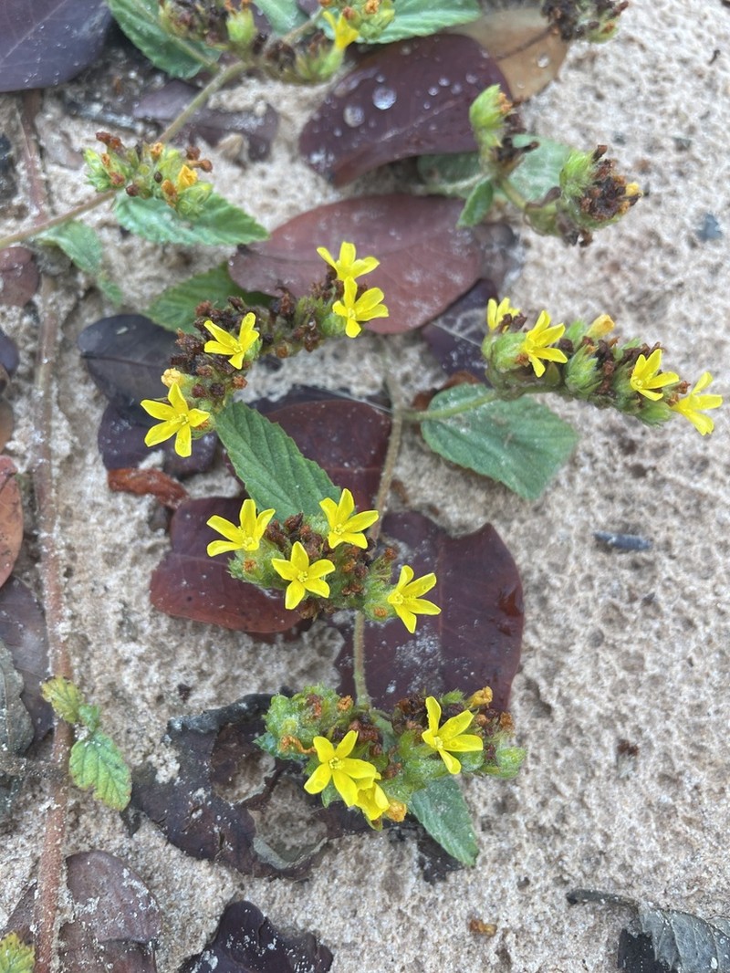 Waltheria bracteosa photo 3