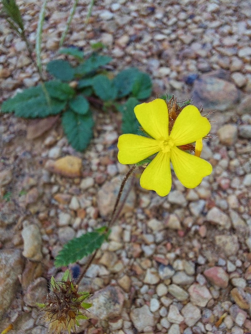 Waltheria bracteosa photo 5
