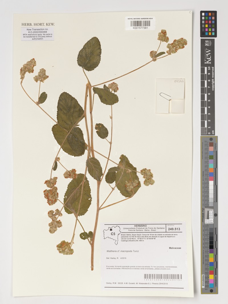 Waltheria bracteosa photo 6