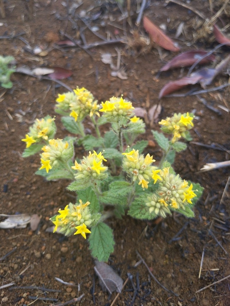 Waltheria communis