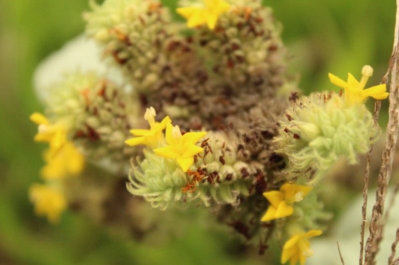 Waltheria communis photo 2