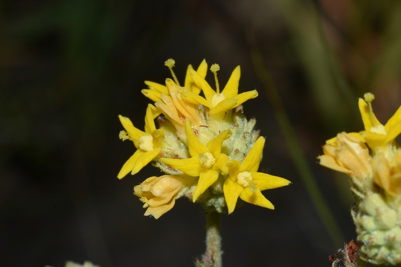 Waltheria communis photo 3