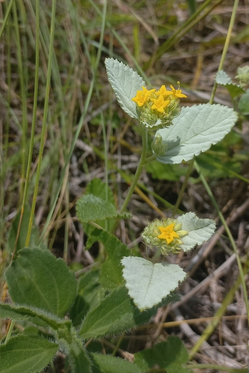 Waltheria communis photo 4