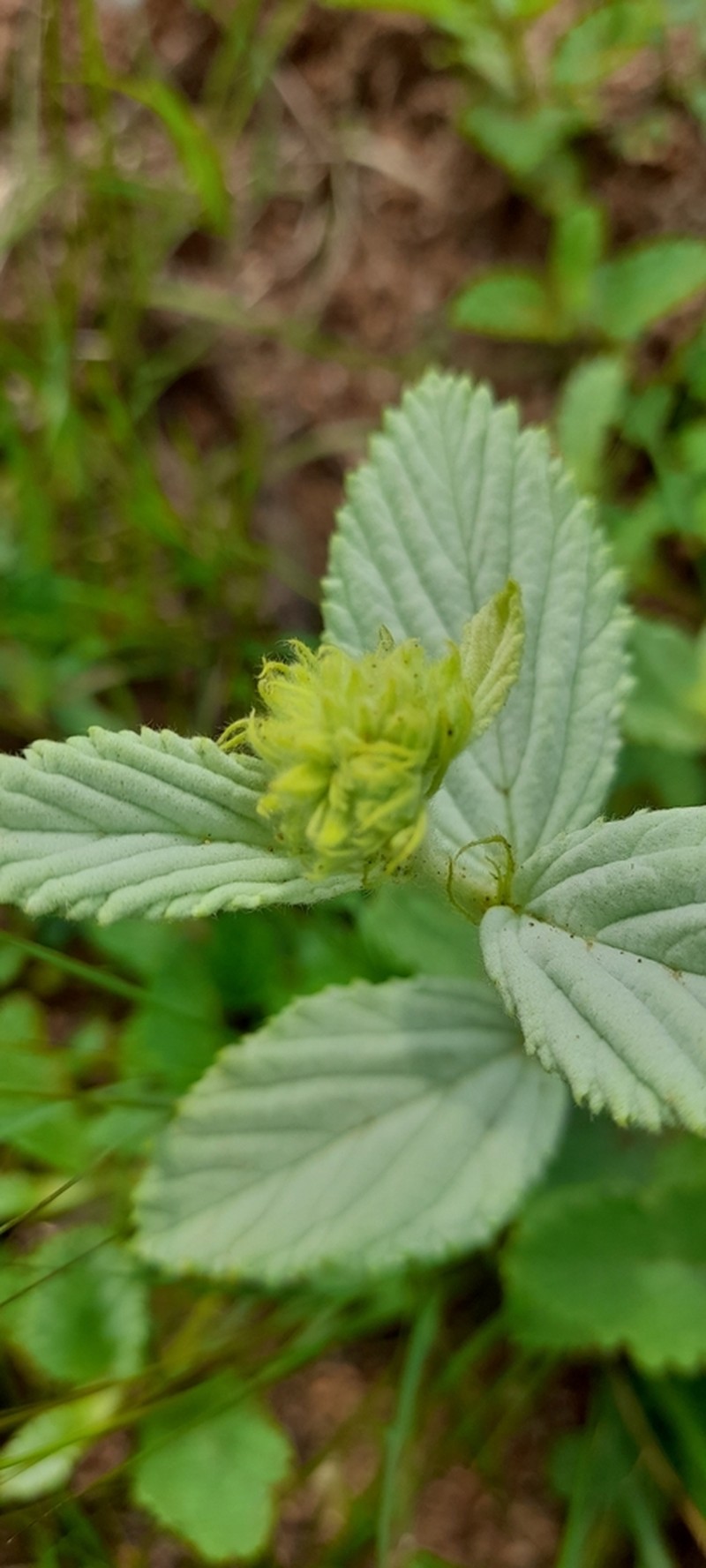 Waltheria communis photo 5