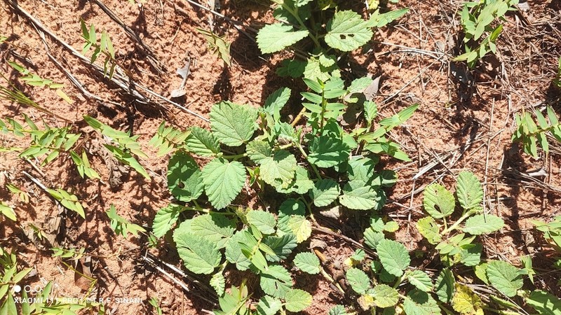 Waltheria communis photo 6