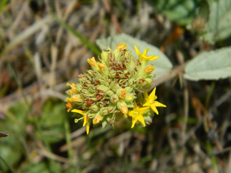 Waltheria communis photo 7