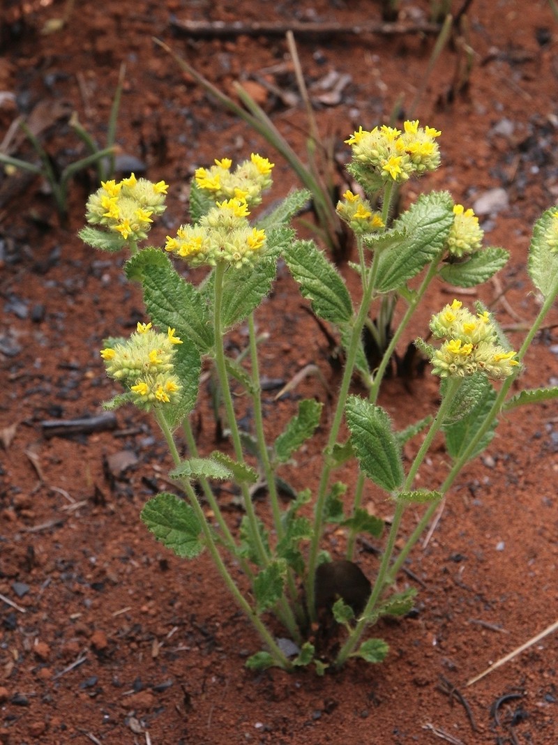 Waltheria communis photo 8