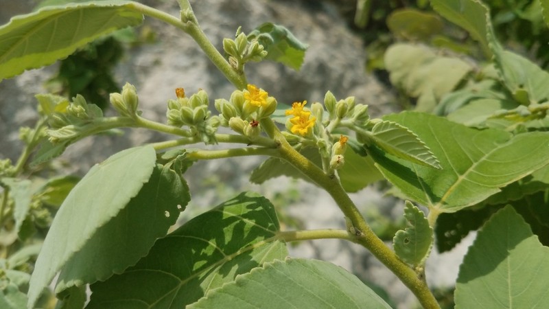 Waltheria conzattii photo 3