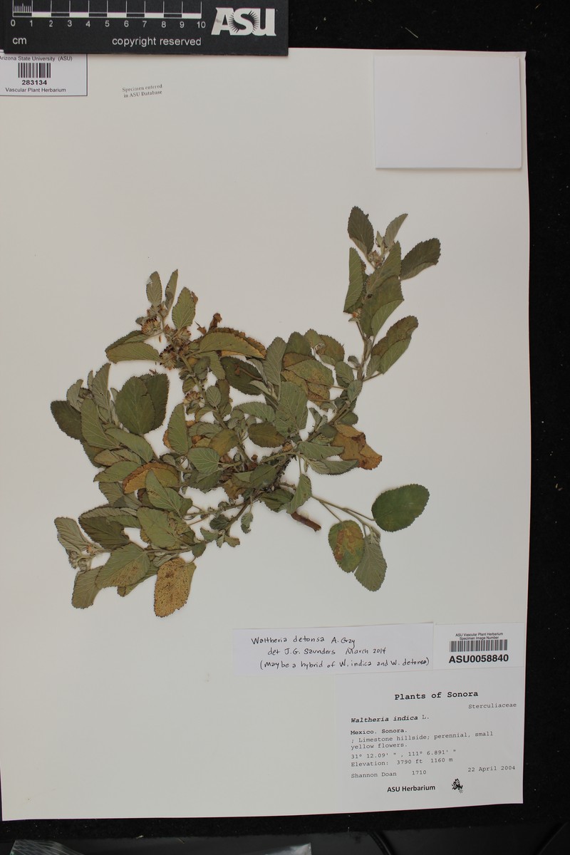 Waltheria detonsa