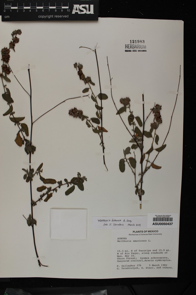 Waltheria detonsa photo 2
