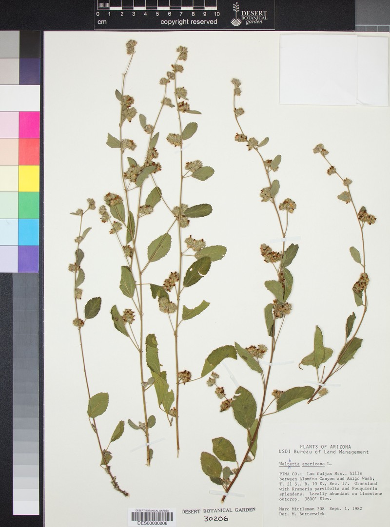 Waltheria detonsa photo 3