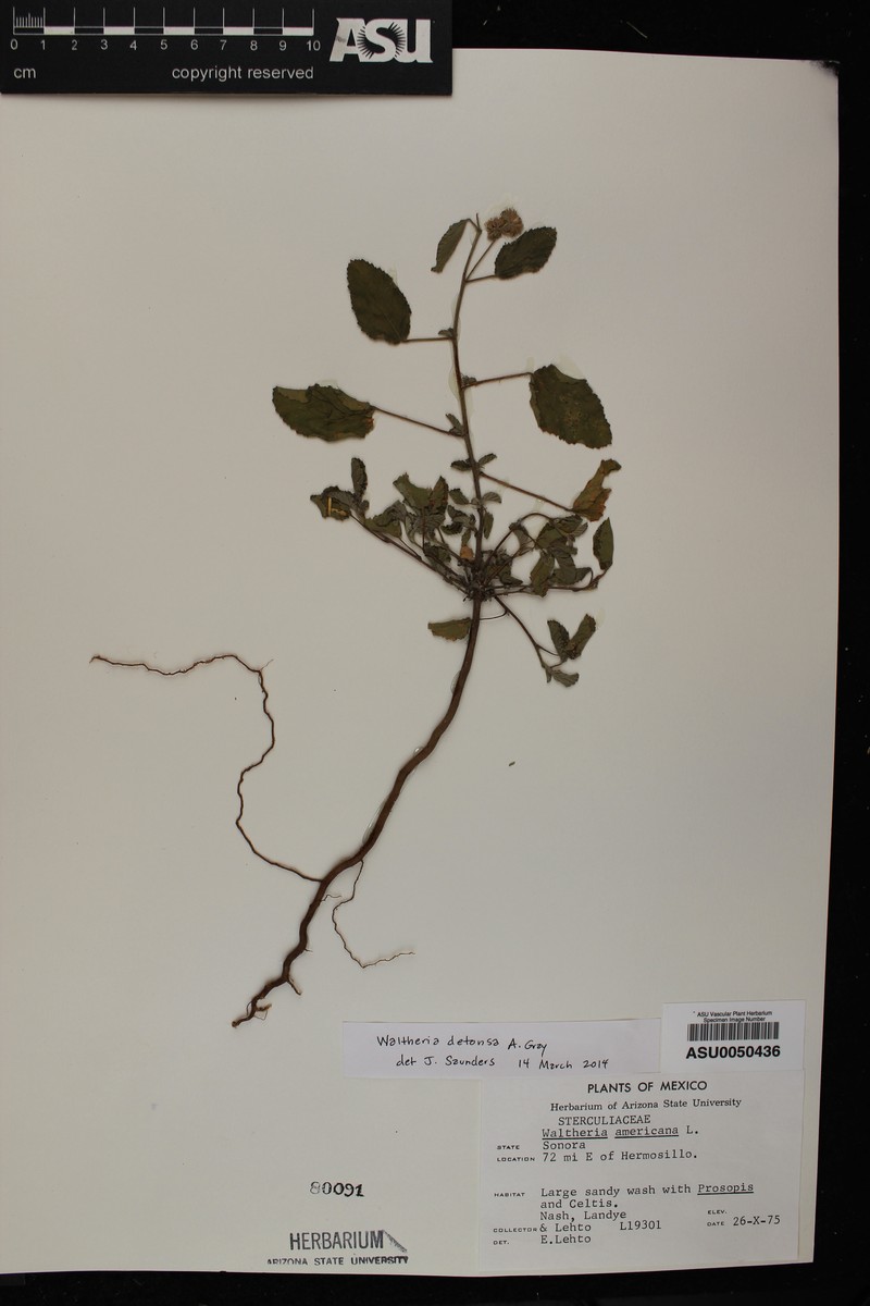 Waltheria detonsa photo 4