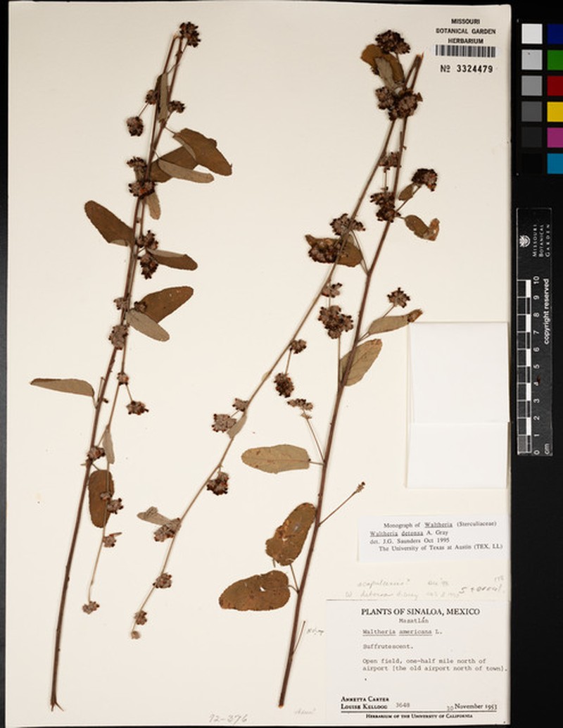 Waltheria detonsa photo 5