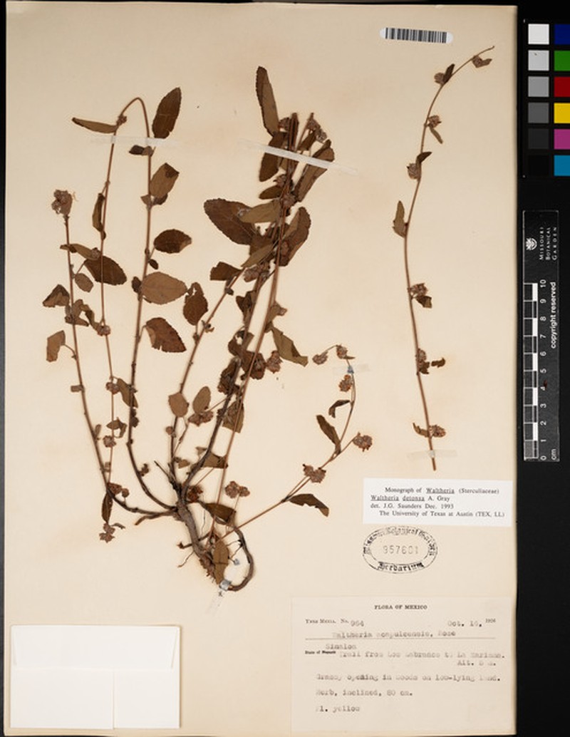 Waltheria detonsa photo 6