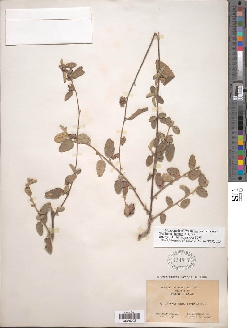 Waltheria detonsa photo 7