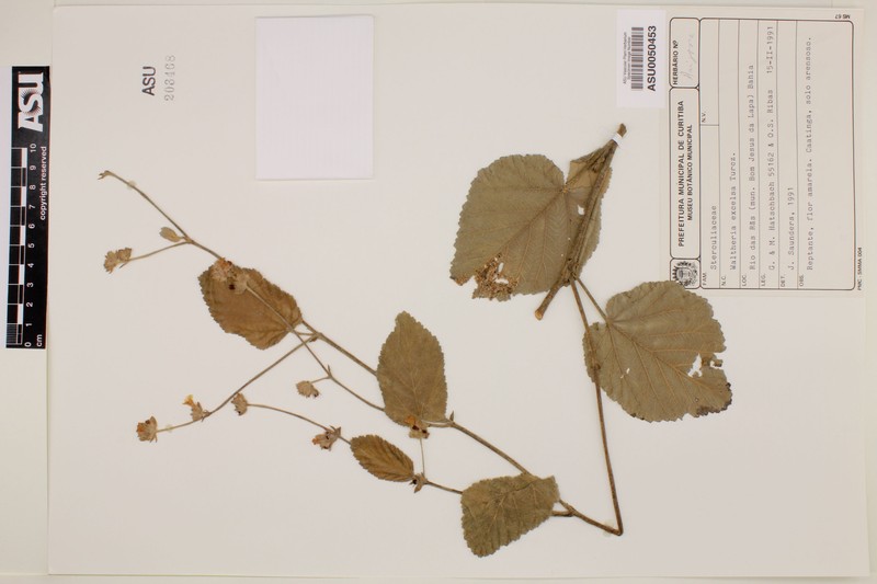 Waltheria excelsa