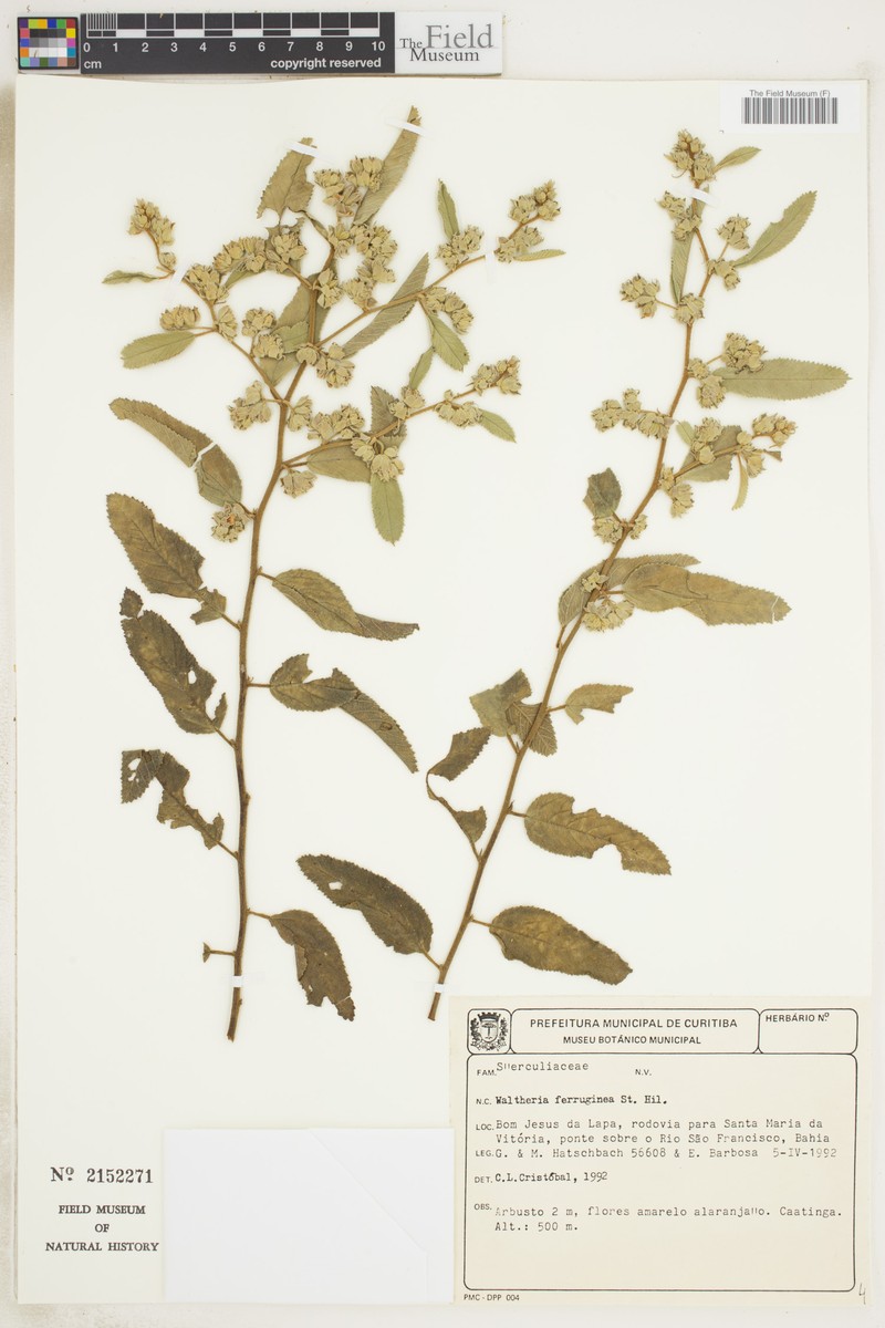 Waltheria ferruginea