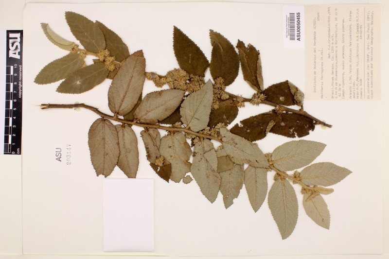 Waltheria ferruginea photo 2