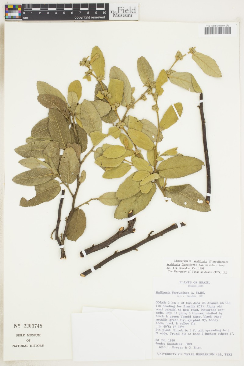 Waltheria ferruginea photo 3