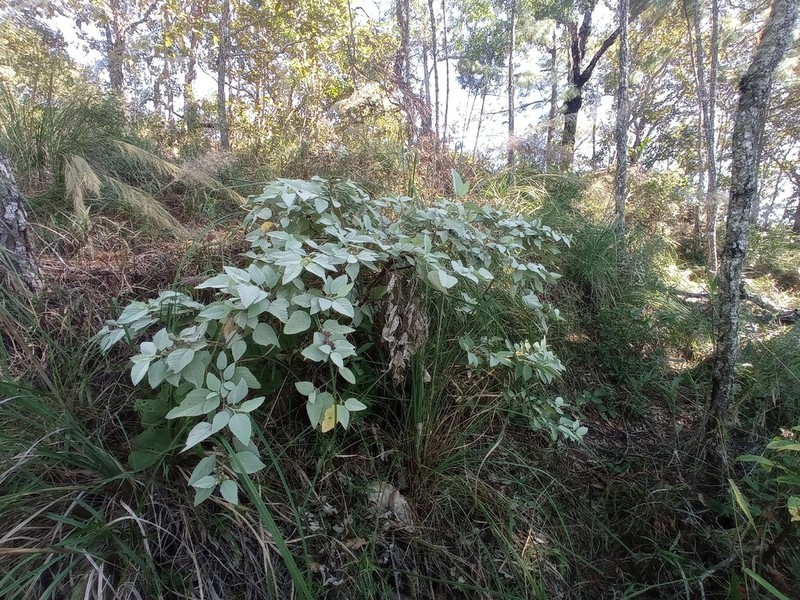Waltheria fryxellii