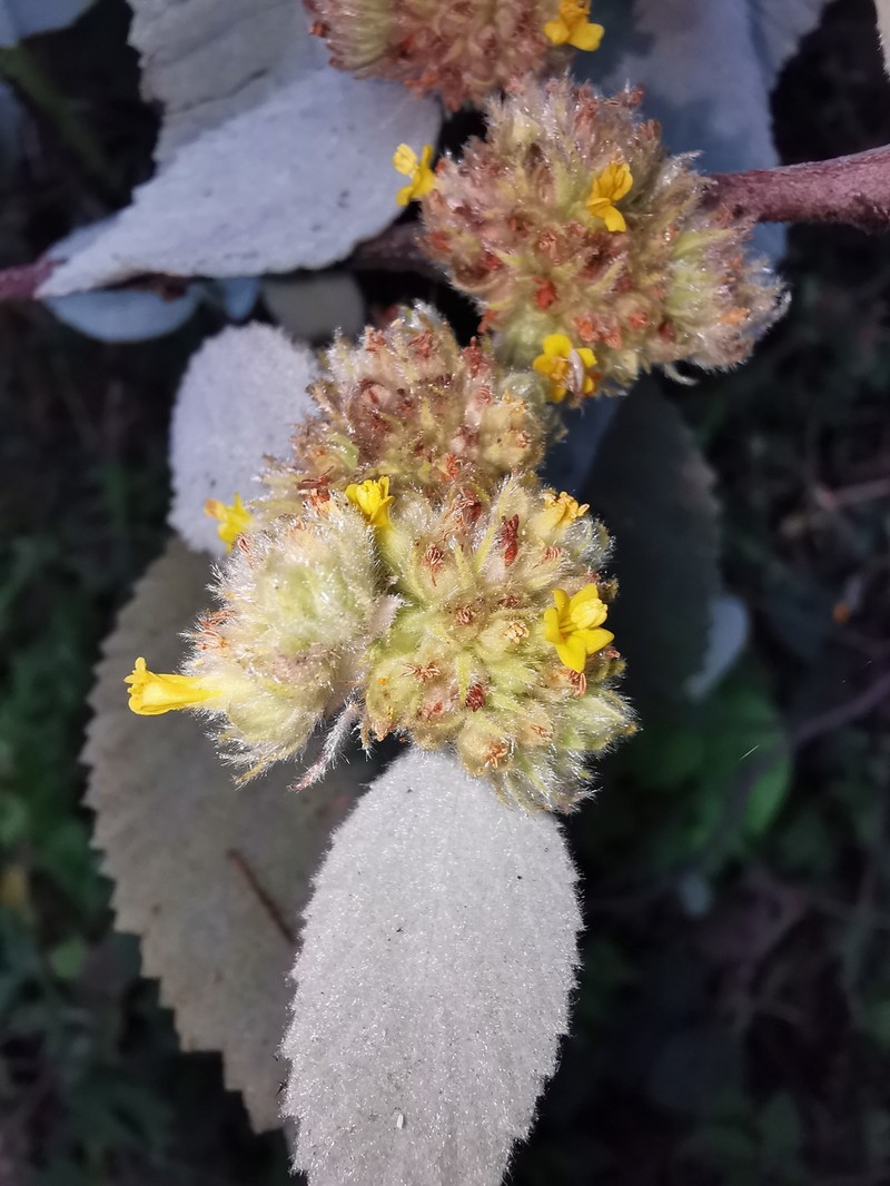 Waltheria fryxellii photo 6