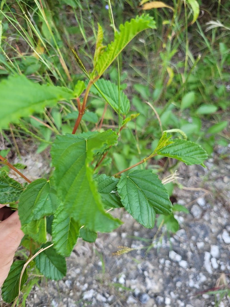 Waltheria glabra