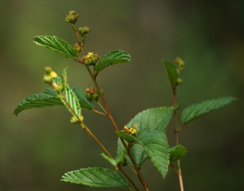 Waltheria glabra photo 3