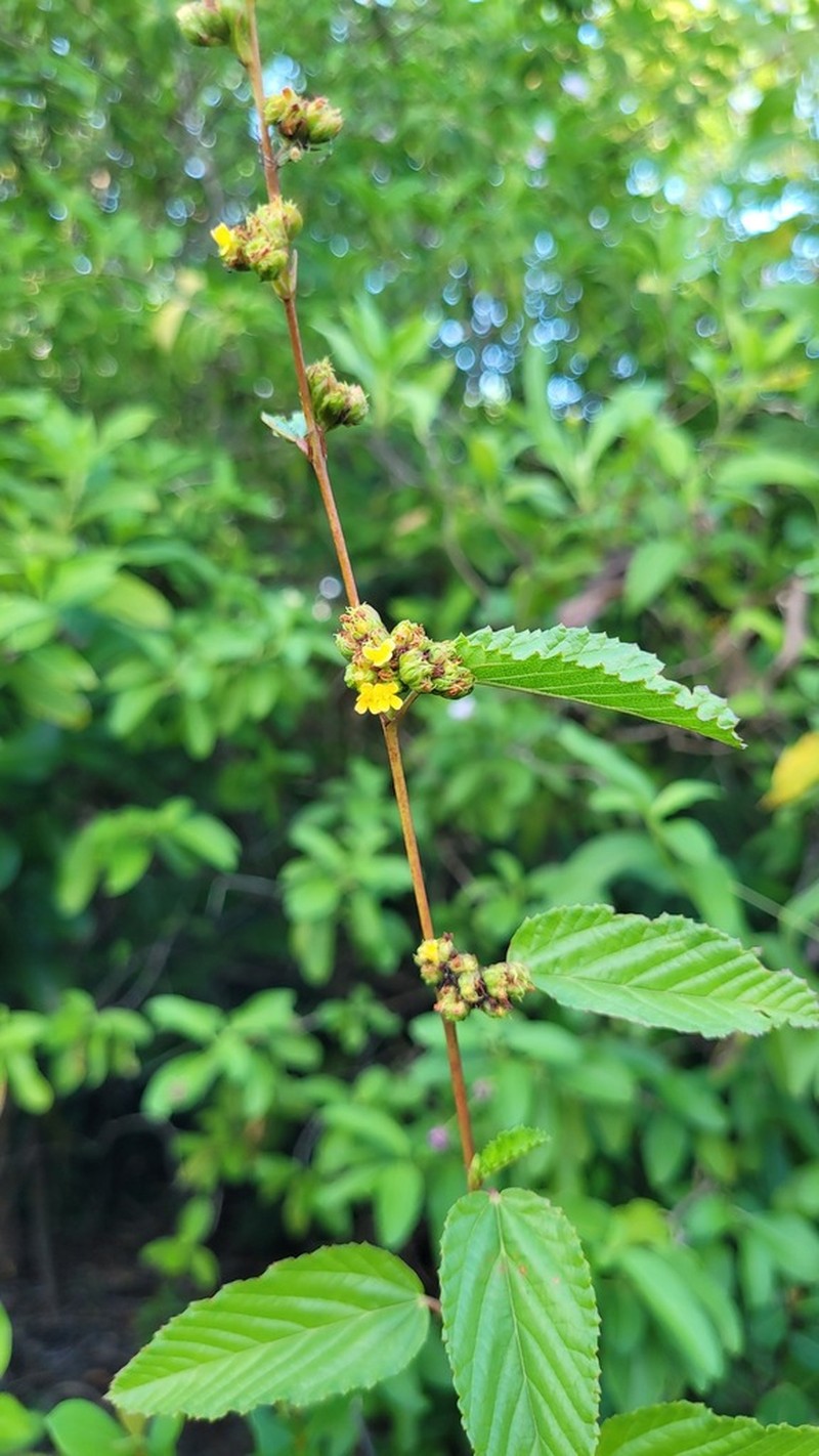 Waltheria glabra photo 4