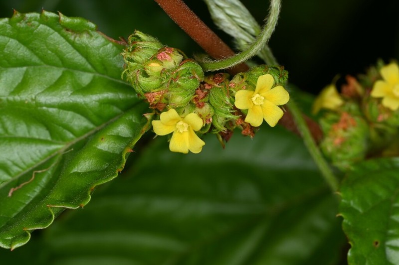 Waltheria glabra photo 5