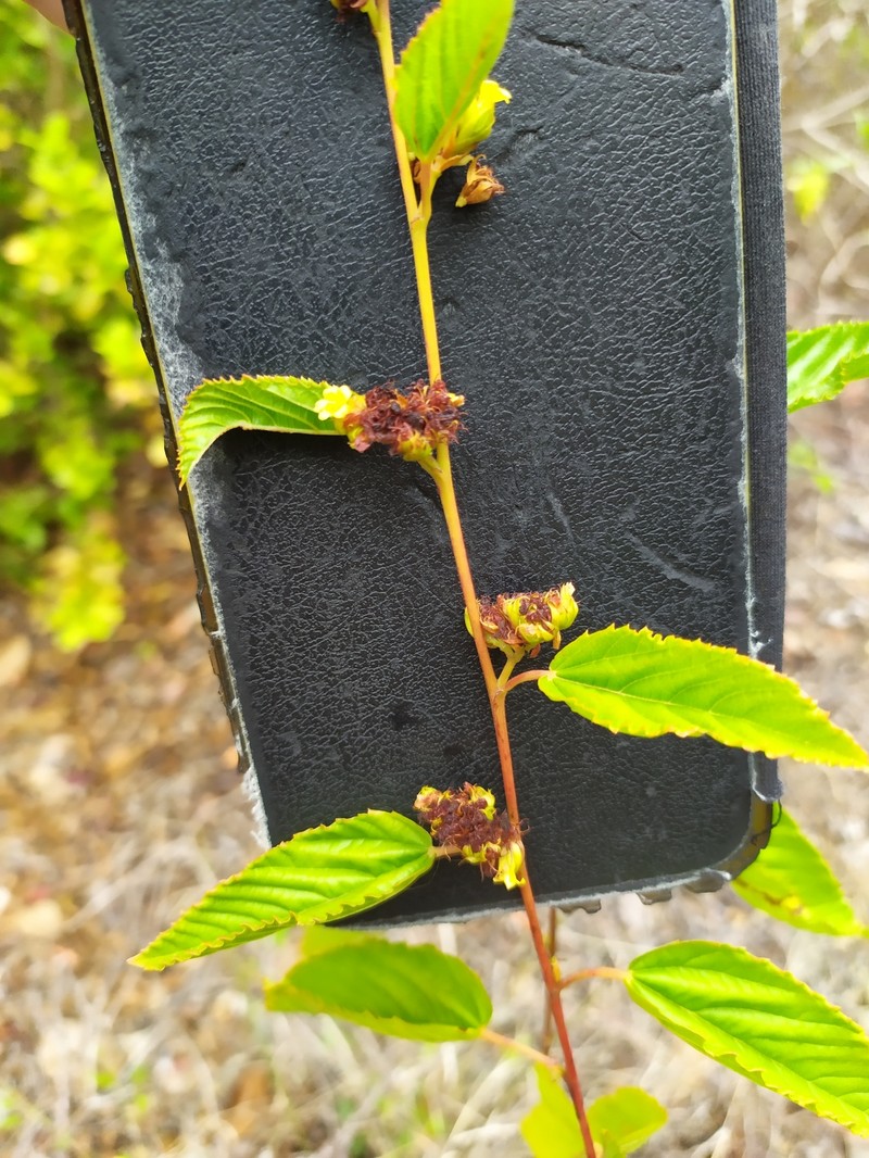 Waltheria glabra photo 7