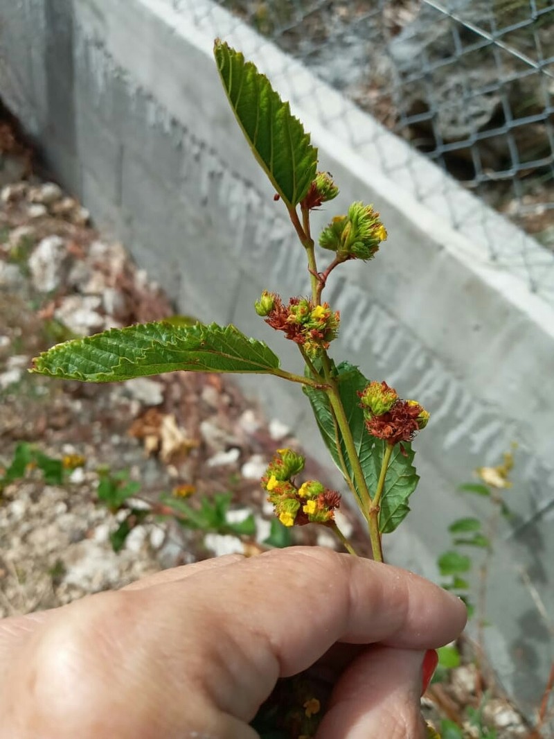 Waltheria glabra photo 8