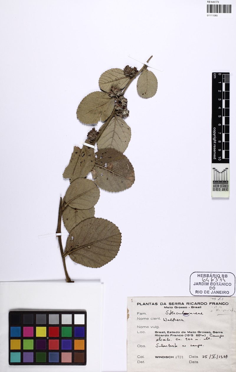 Waltheria glabribracteata