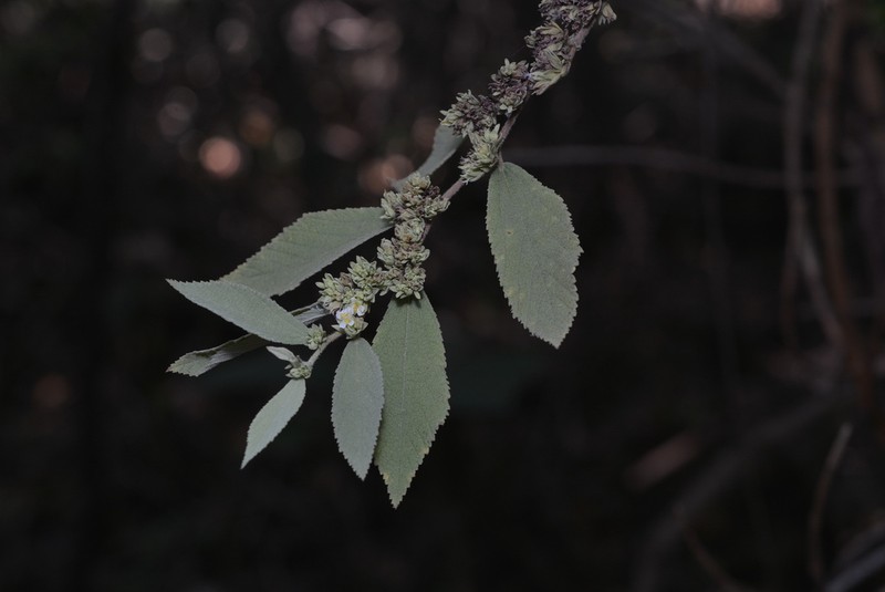 Waltheria glomerata